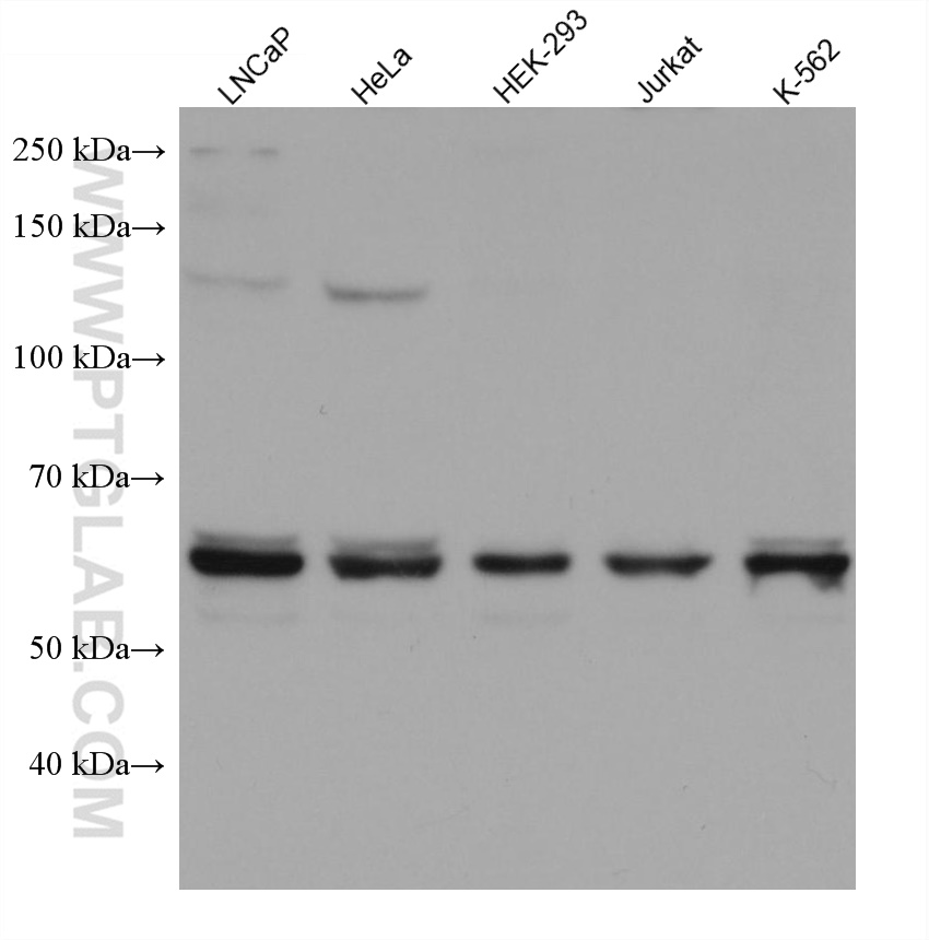 E2F4 Monoclonal antibody