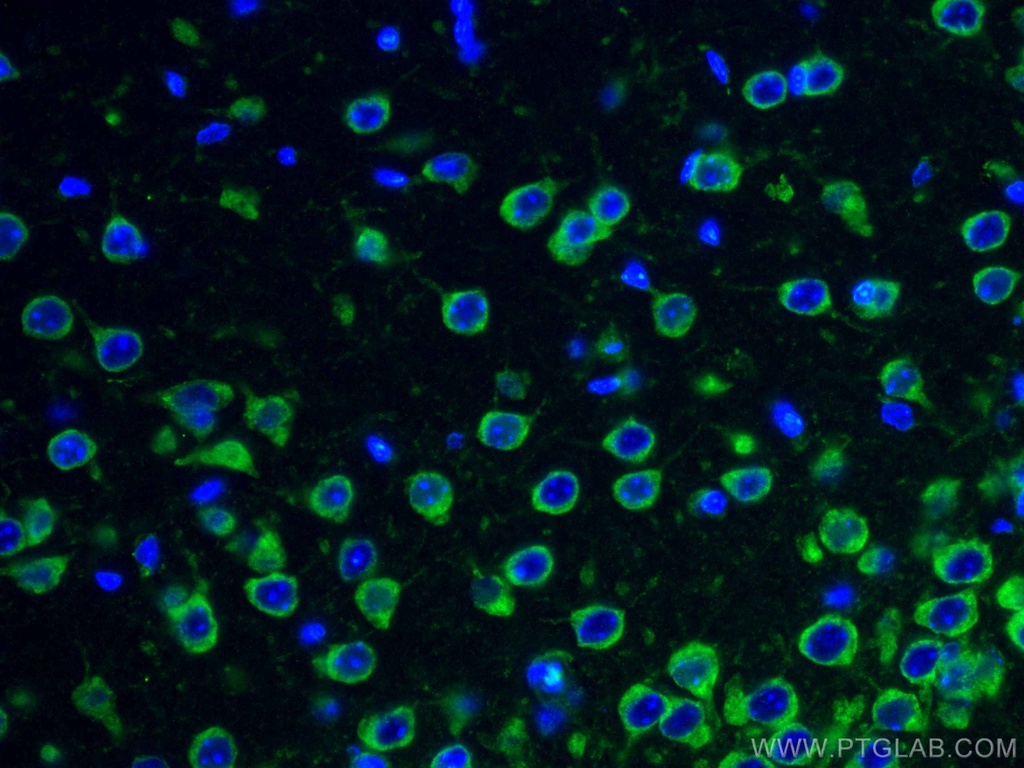 FXR1 Monoclonal antibody