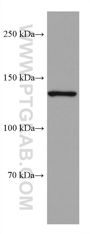 USP28 Monoclonal antibody