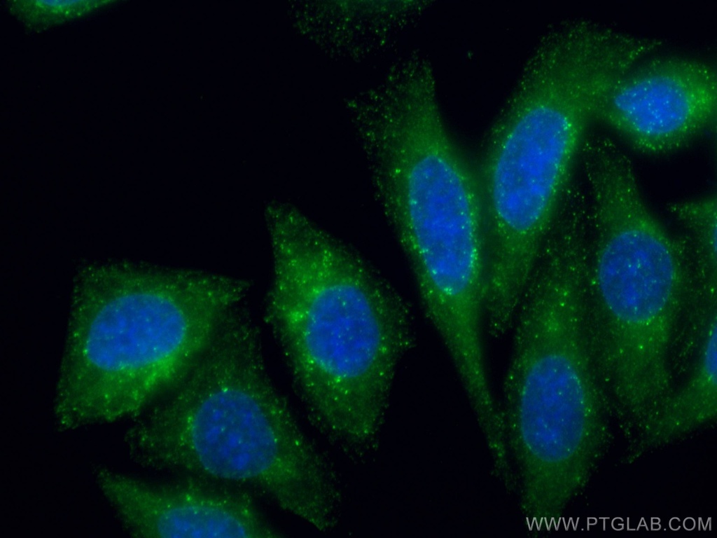 HGS Monoclonal antibody