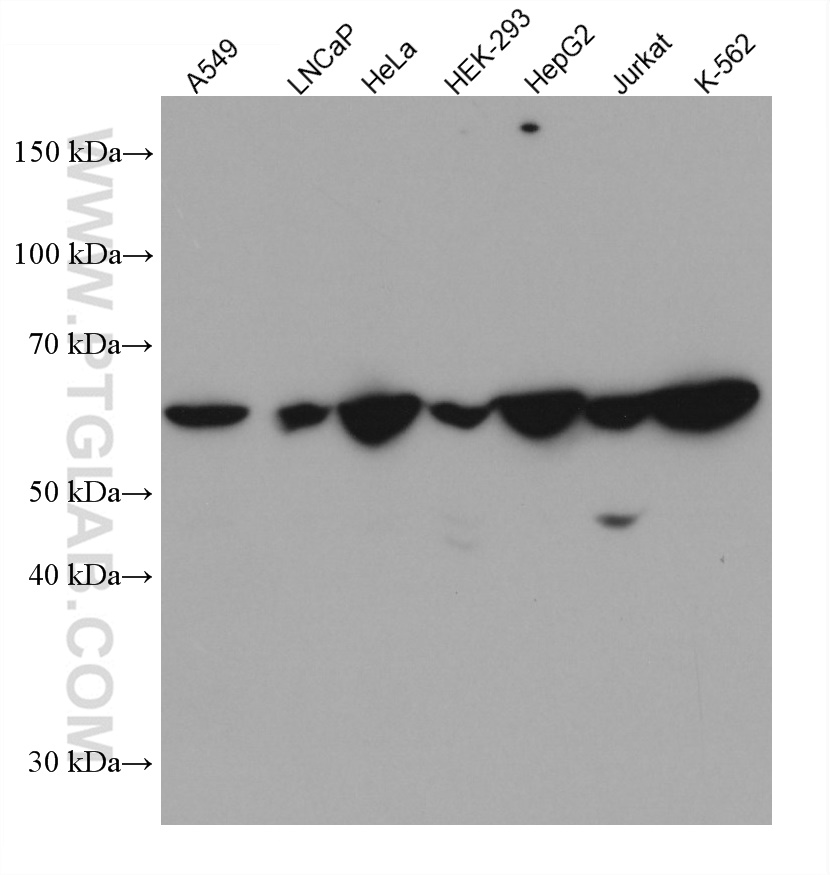 TOE1 Monoclonal antibody