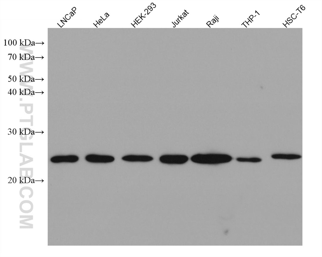 BAD Monoclonal antibody