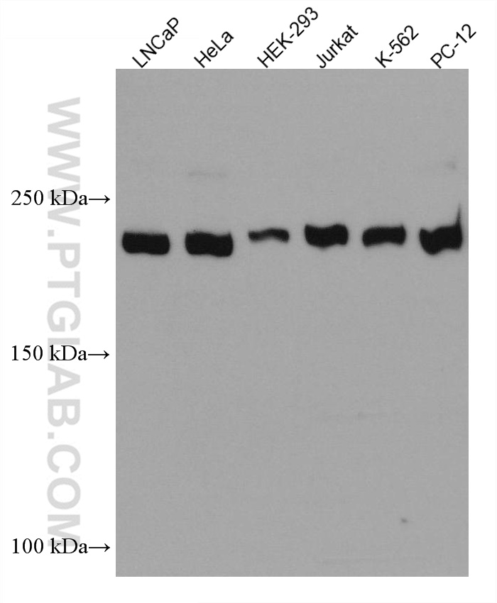 INADL Monoclonal antibody