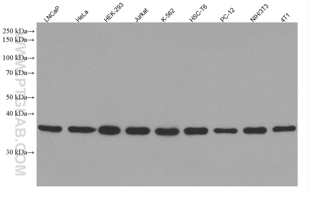 MED4 Monoclonal antibody