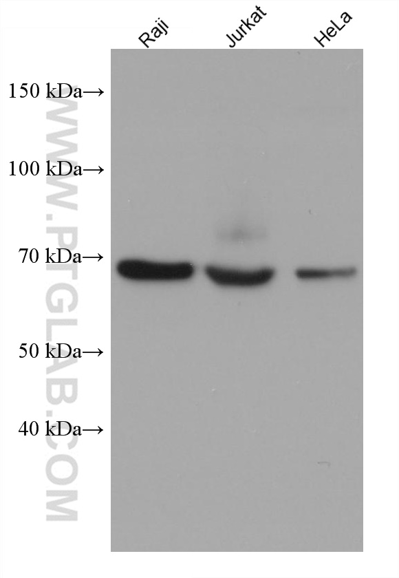 SH3BP5 Monoclonal antibody