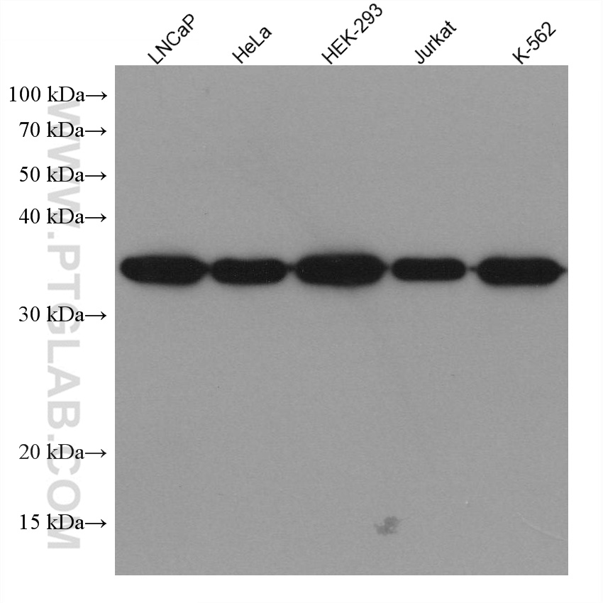 HNRNPA1 Monoclonal antibody