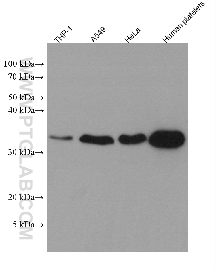 MGLL Monoclonal antibody