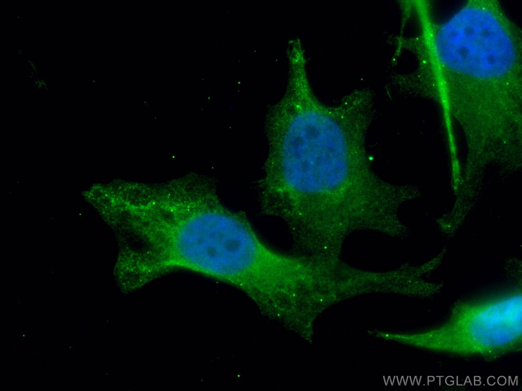 EFTUD2 Monoclonal antibody