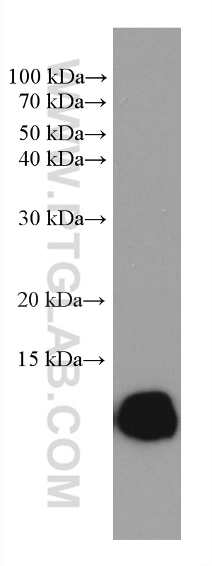 HBZ Monoclonal antibody