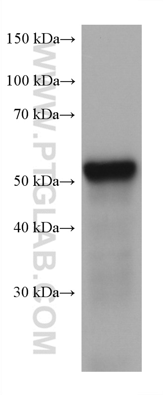 LPCAT3 Monoclonal antibody