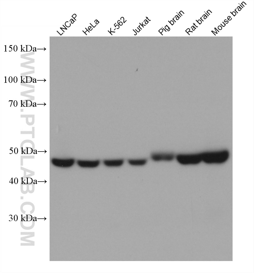 UQCRC1 Monoclonal antibody