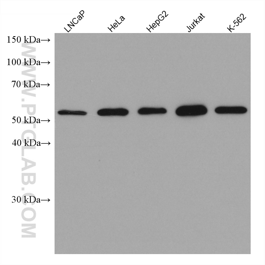 KPNA3 Monoclonal antibody