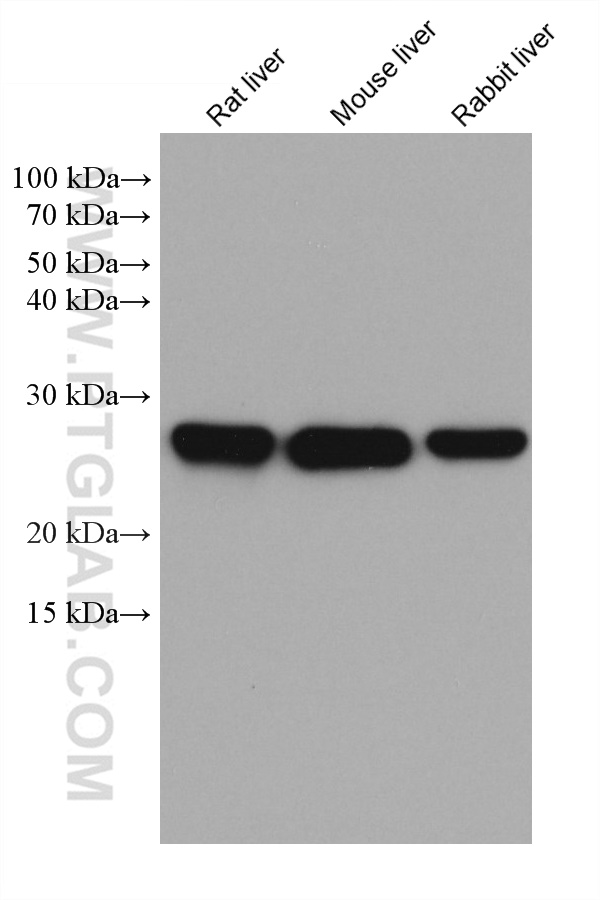 METTL7A Monoclonal antibody