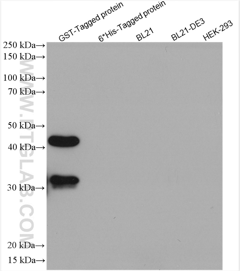 GST Tag Recombinant antibody