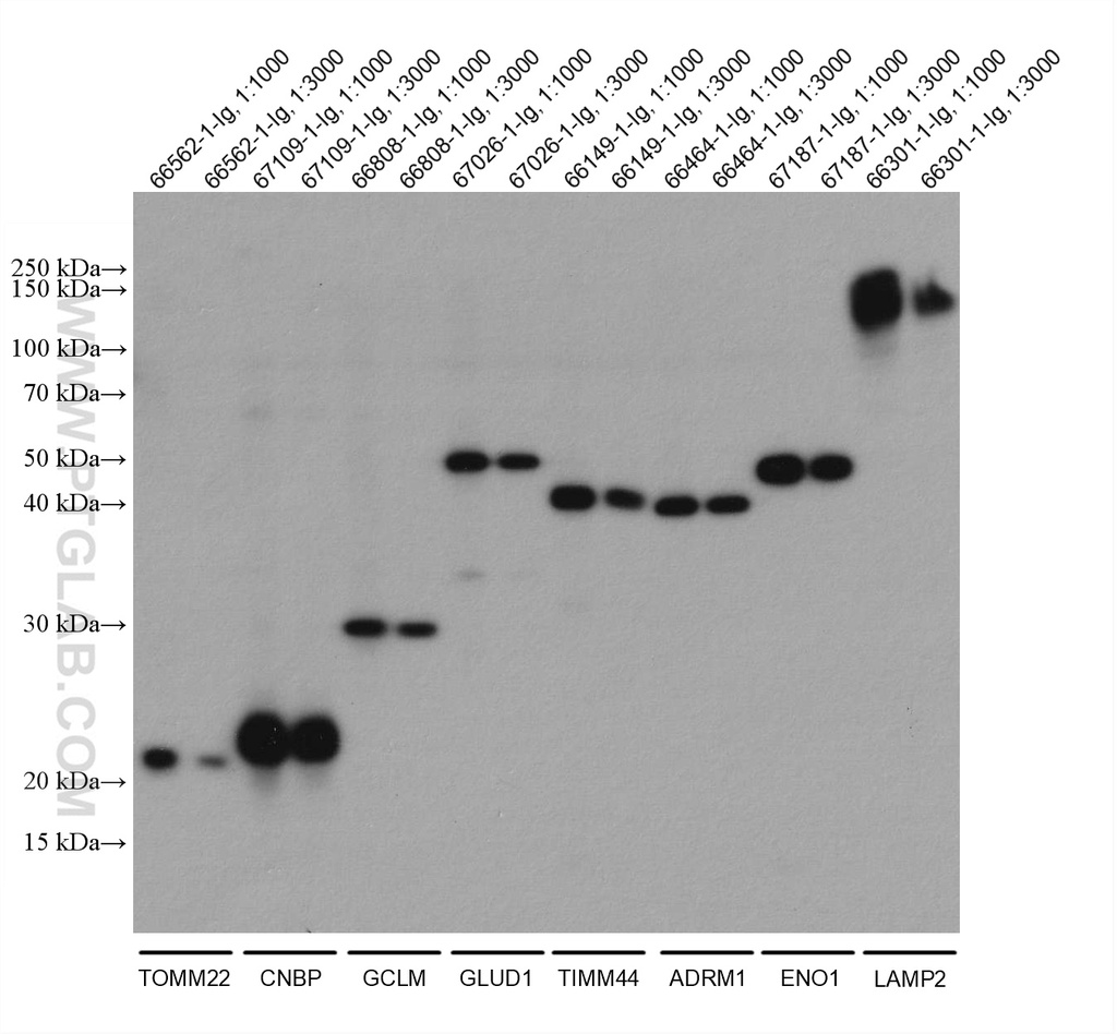 mouse IgG Kappa chain Recombinant antibody