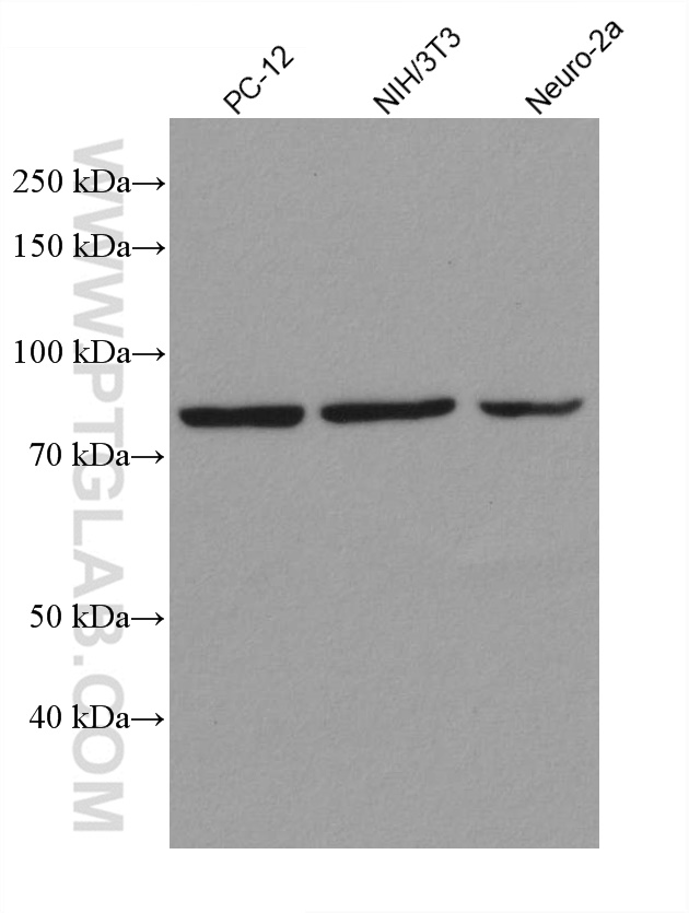 STAT3 Recombinant antibody