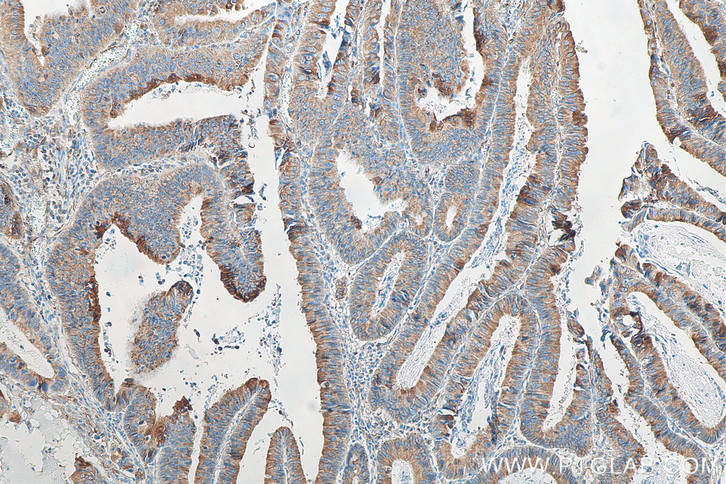 Biotin-conjugated Mouse-IgG Polyclonal antibody