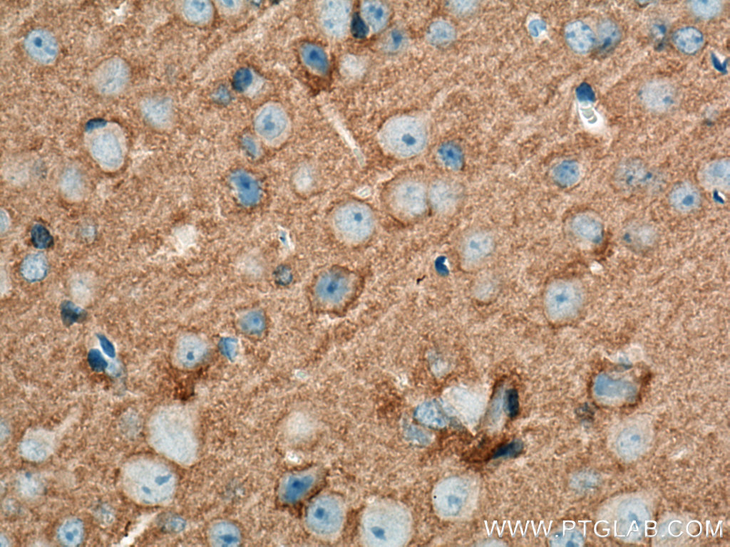 Biotin-conjugated STXBP1 Polyclonal antibody