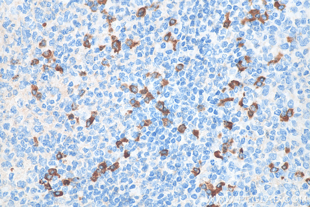 Biotin-conjugated IgG Lambda Light Chain Polyclonal antibody