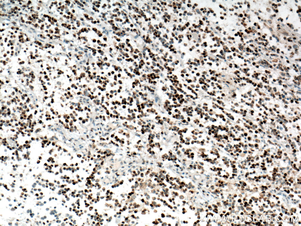 Biotin-conjugated PCNA Monoclonal antibody