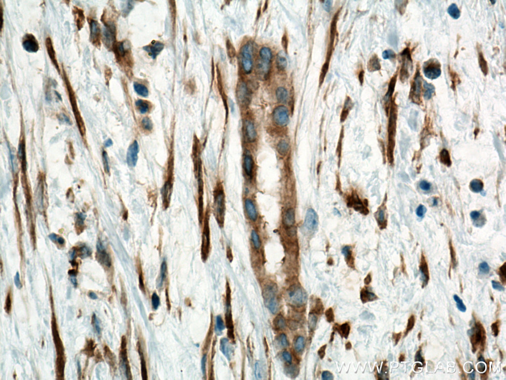 Biotin-conjugated Alpha Tubulin Monoclonal antibody