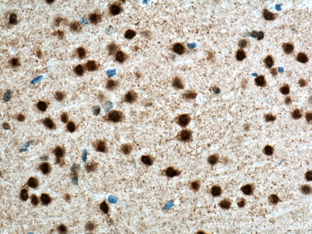 Biotin-conjugated NeuN Monoclonal antibody