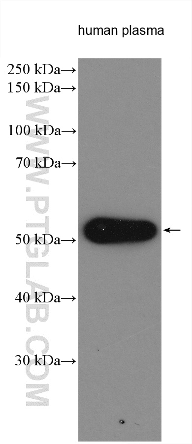 Biotin-conjugated Human IgG Heavy chain Monoclonal antibody