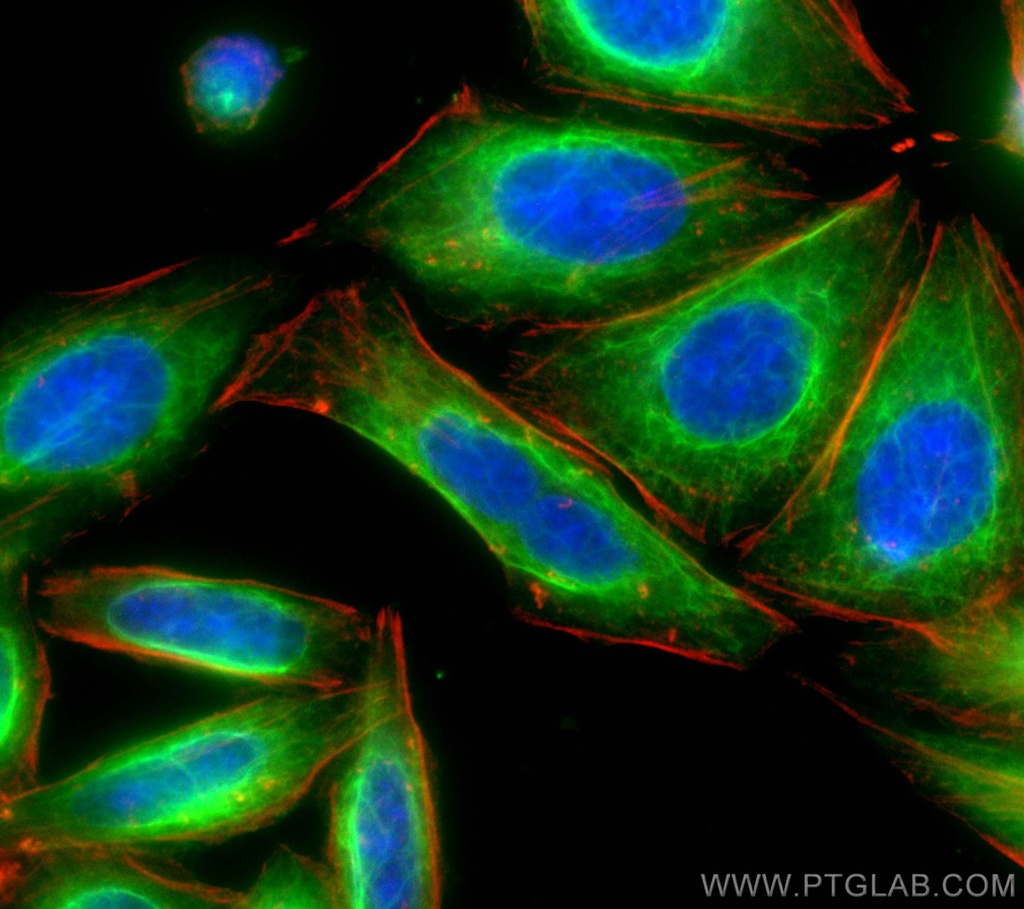 CoraLite®488-conjugated Vimentin Polyclonal antibody