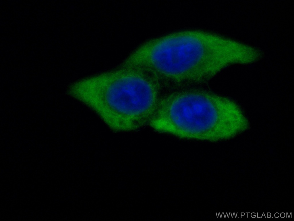 CoraLite®488-conjugated MMP9 (N-terminal) Polyclonal antibody