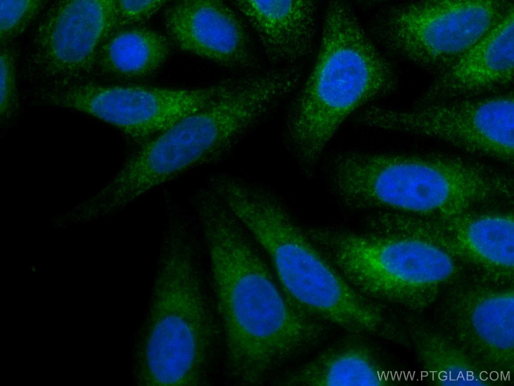 CoraLite®488-conjugated Calnexin Polyclonal antibody
