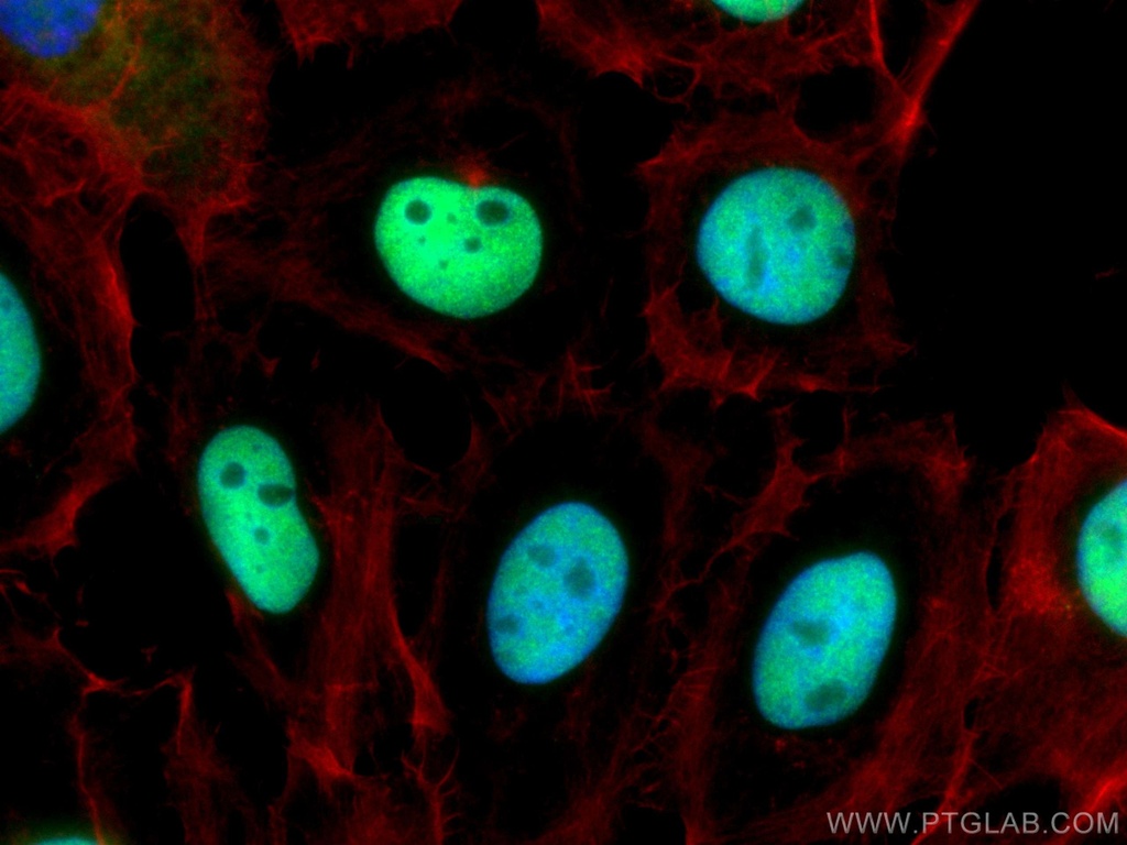 CoraLite®488-conjugated P53 Polyclonal antibody