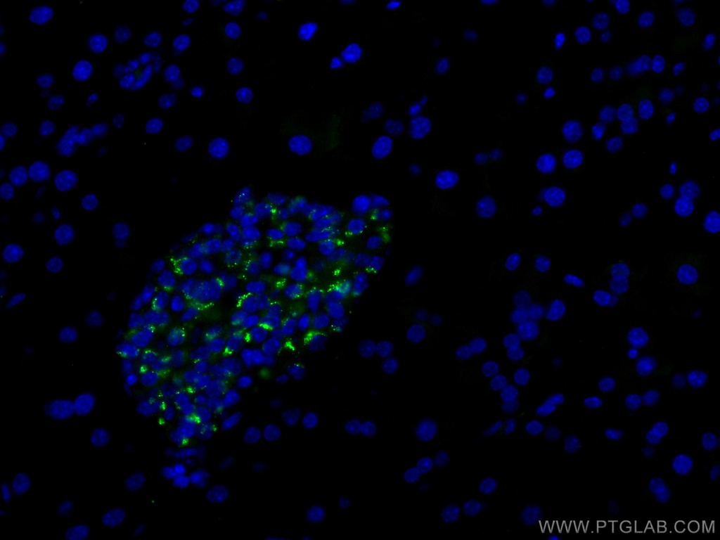 CoraLite®488-conjugated Chromogranin A Polyclonal antibody