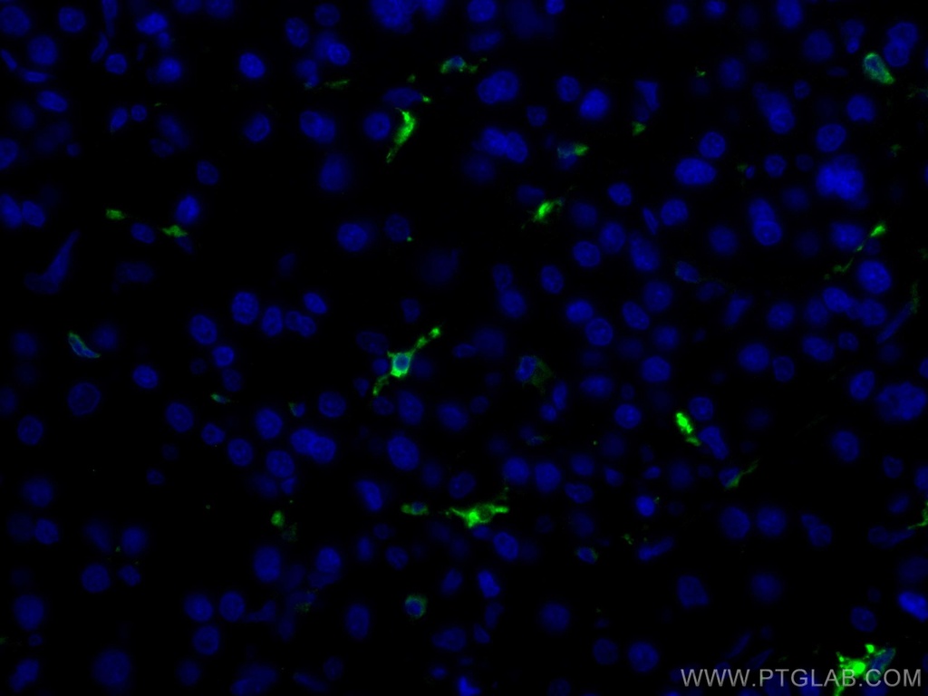 CoraLite®488-conjugated HO-1/HMOX1 Polyclonal antibody
