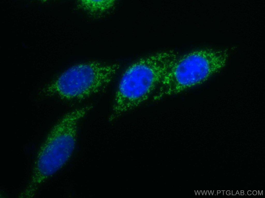 CoraLite®488-conjugated COXIV Polyclonal antibody