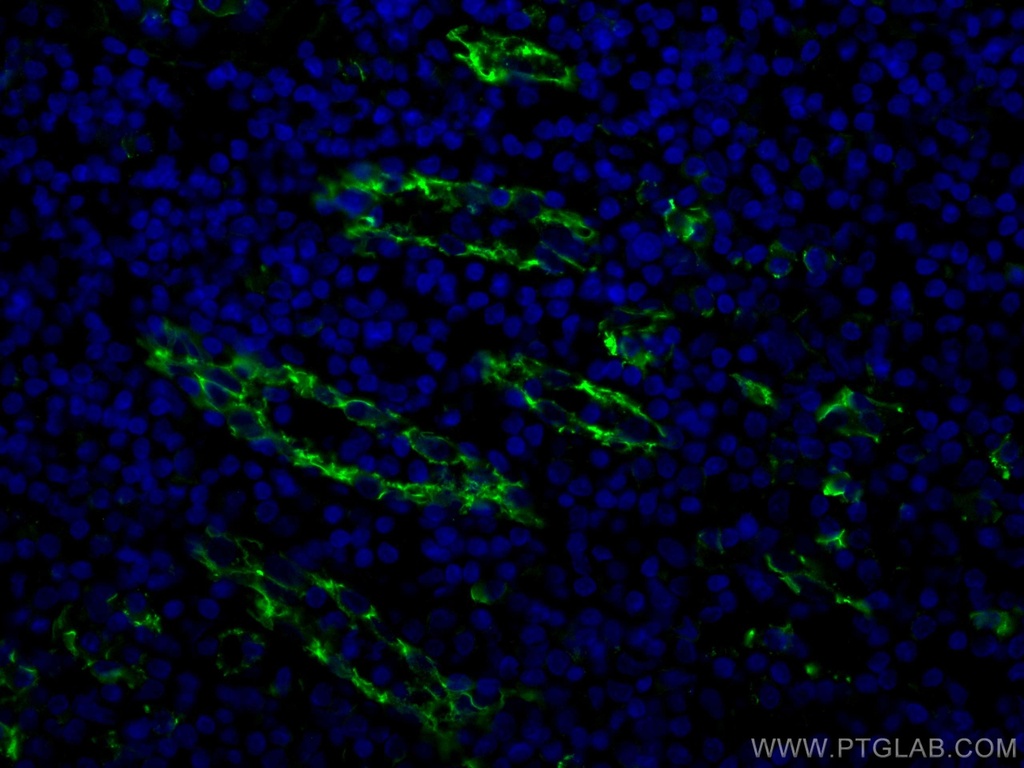 CoraLite®488-conjugated CD31 Polyclonal antibody