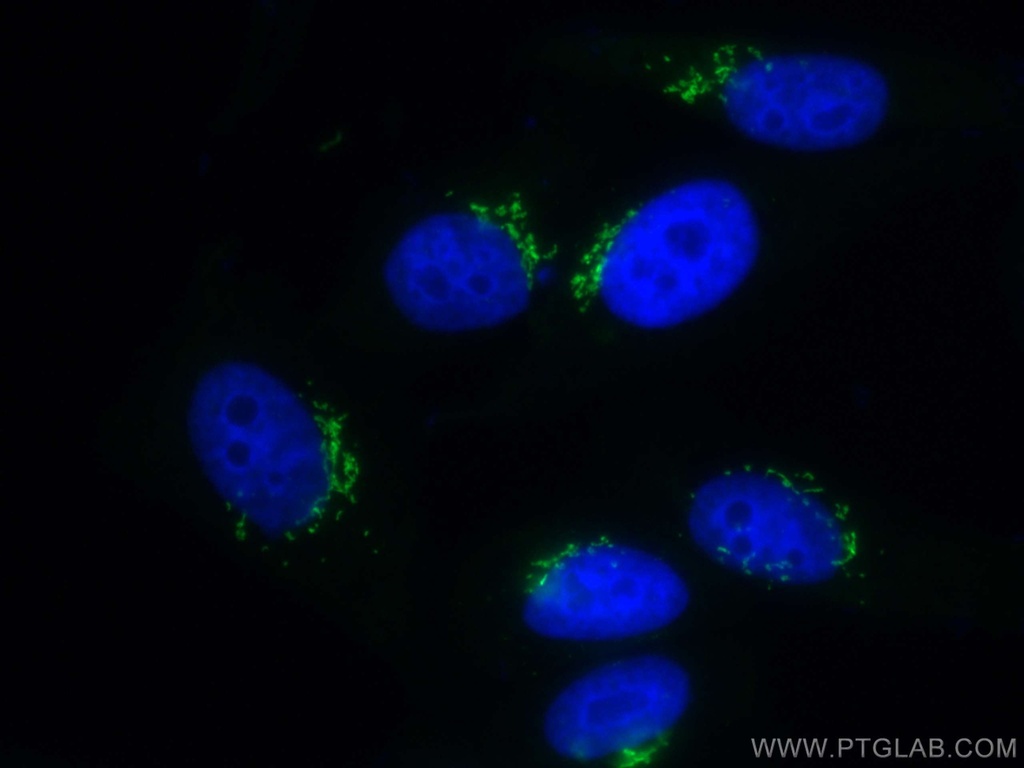 CoraLite®488-conjugated GOLGA2/GM130 Polyclonal antibody