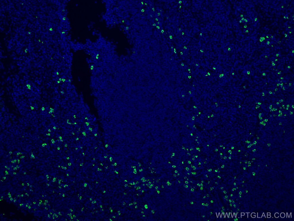 CoraLite®488-conjugated Human IgA Heavy Chain Polyclonal antibody