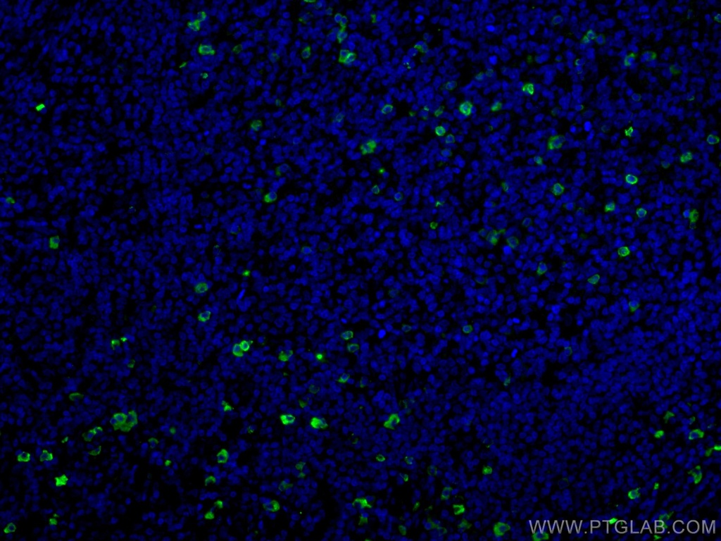 CoraLite®488-conjugated IgG Lambda Light Chain Polyclonal antibody
