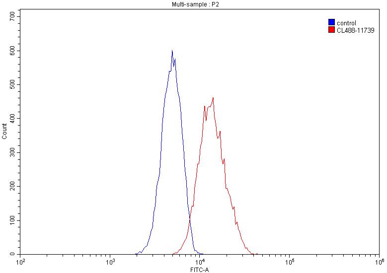 CoraLite®488-conjugated ASGR1 Polyclonal antibody
