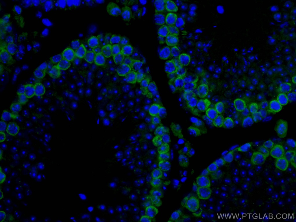 CoraLite®488-conjugated DAZL Polyclonal antibody