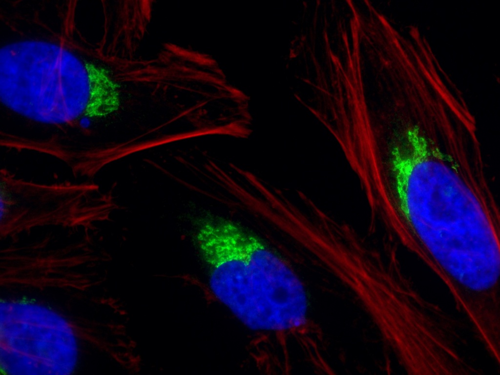 CoraLite®488-conjugated p115, USO1 Polyclonal antibody