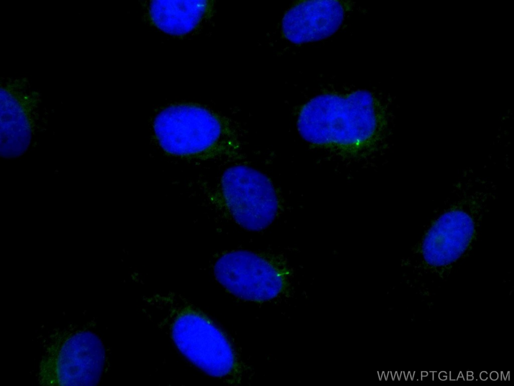 CoraLite®488-conjugated IFT88 Polyclonal antibody