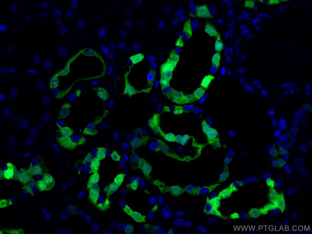 CoraLite®488-conjugated Calbindin-D28k Polyclonal antibody
