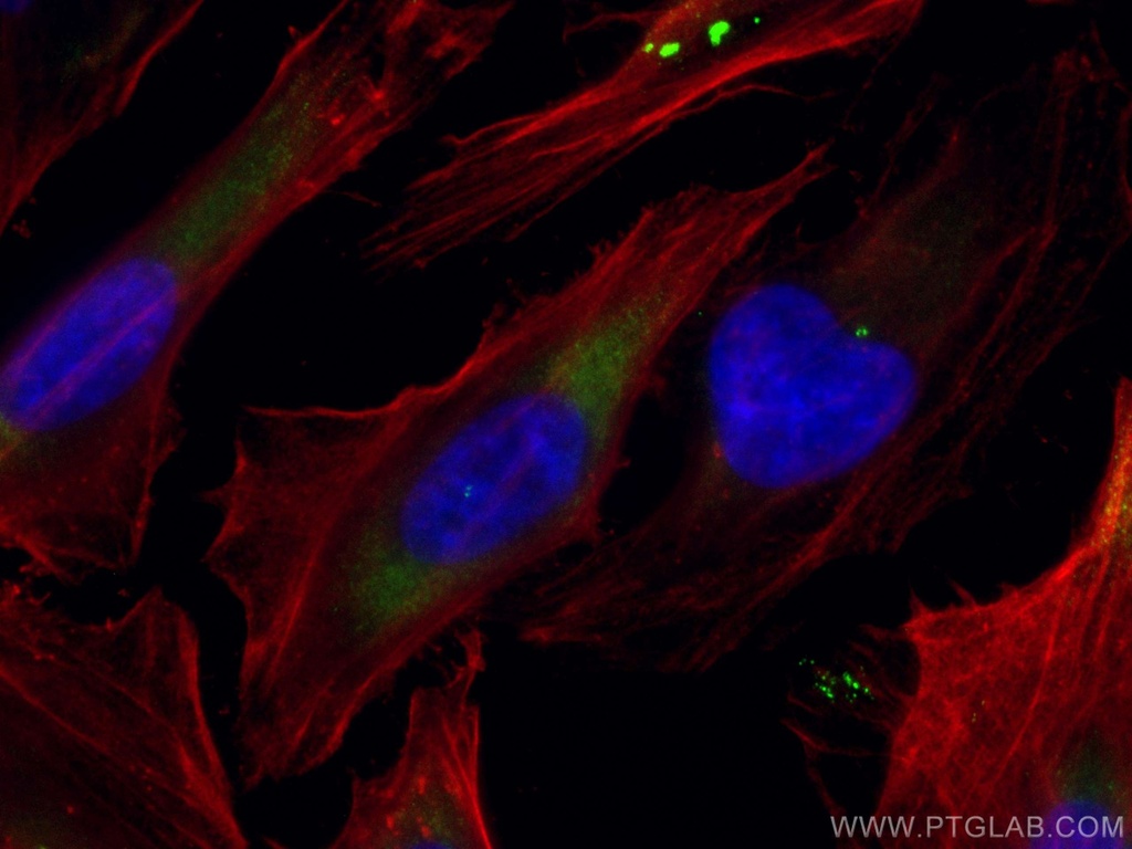 CoraLite®488-conjugated CEP250/CNAP1 Polyclonal antibody
