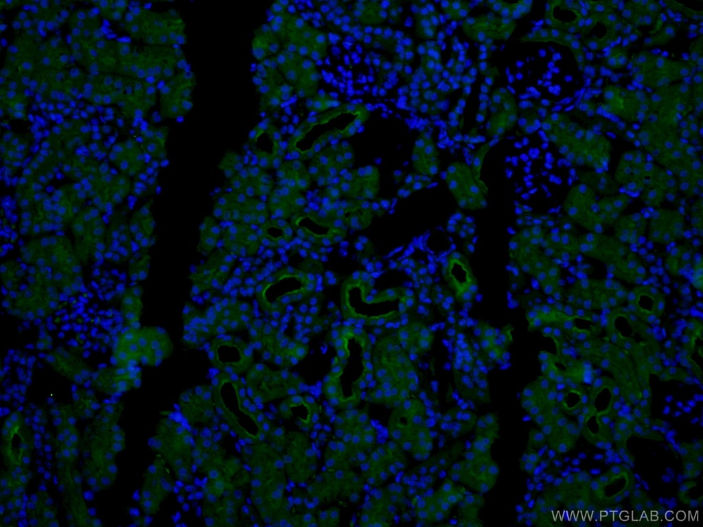 CoraLite®488-conjugated CD13 Polyclonal antibody