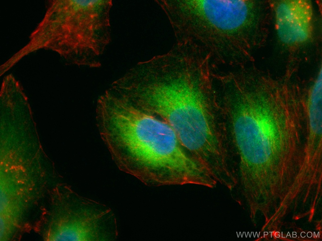 CoraLite®488-conjugated REEP5 Polyclonal antibody