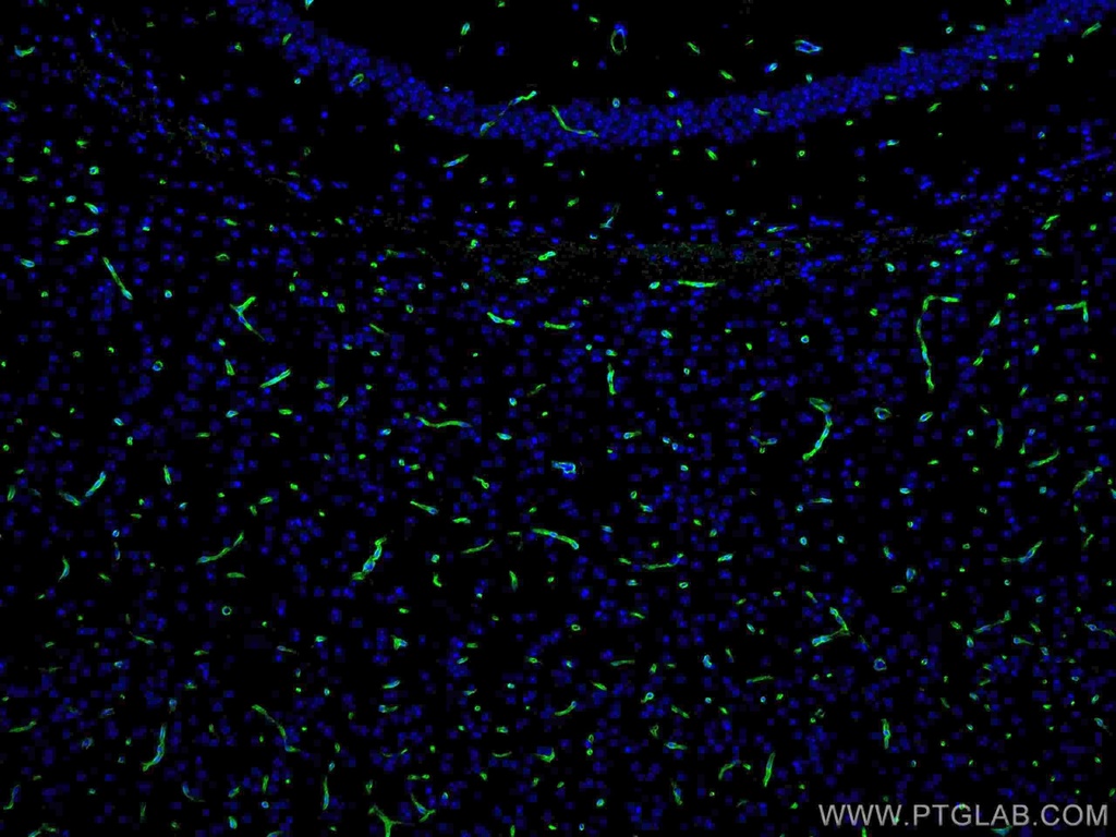 CoraLite®488-conjugated Aquaporin 4 Polyclonal antibody