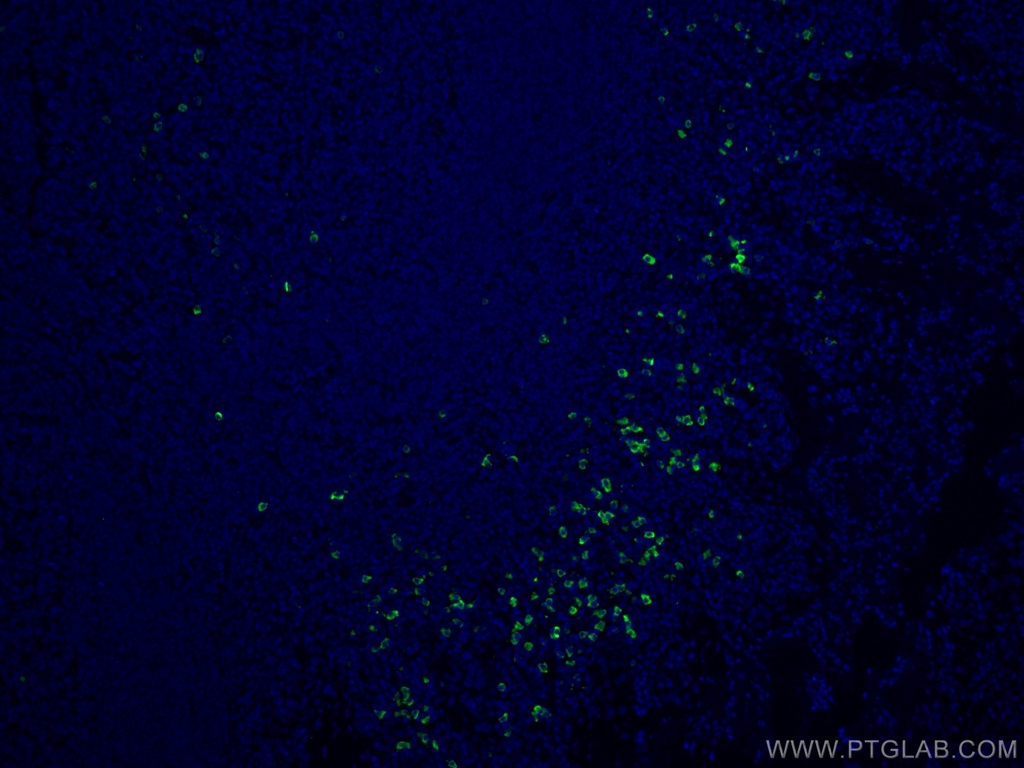 CoraLite®®488-conjugated IGHD Polyclonal antibody