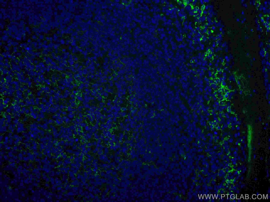 CoraLite®488-conjugated CD14 Polyclonal antibody
