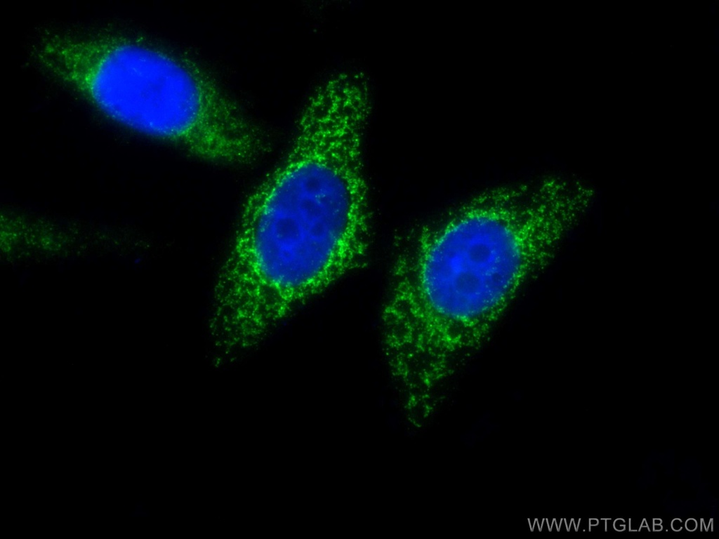 CoraLite®488-conjugated MFF Polyclonal antibody